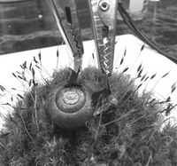 科學(xué)家在蝸牛身上植入兩個(gè)電極，從而制造出“蝸牛電池”。