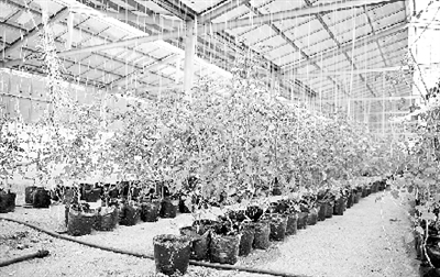 大棚里正在培育番茄苗。